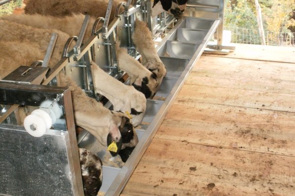 Fixed Milking Systems with Buckets