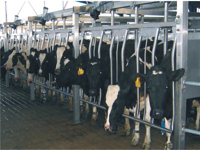 Milking equipment for cows