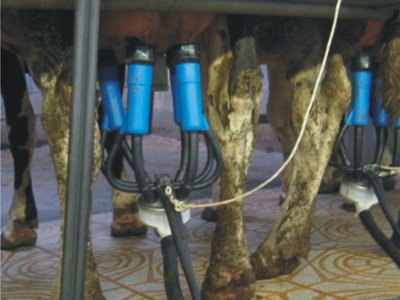 Milking equipment for cows
